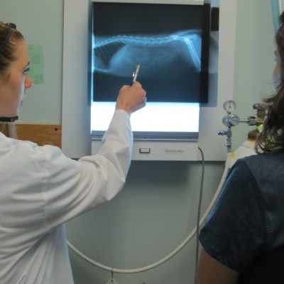 Vet showing x-ray