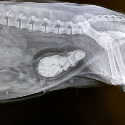 Animal X-ray