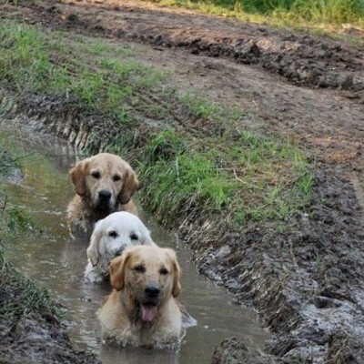 Three dogs in mud