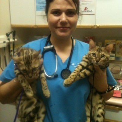 Vet with two cats