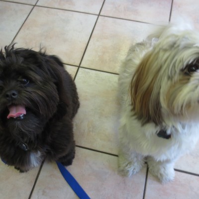 Two dogs sitting