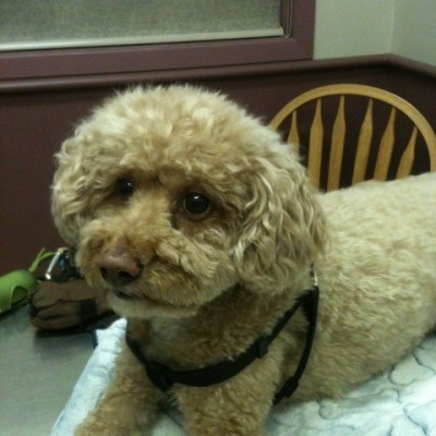 Dog on blanket