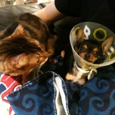 Cat and injured dog